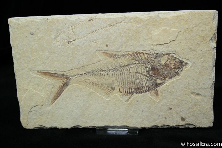 Excellent Inch Diplomystus Fossil Fish #812